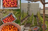 Potager Paris Opera Bastille