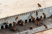 Honey on the roof