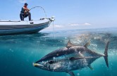 PÊCHE AU THON ROUGE