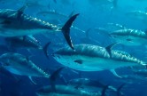 PÊCHE AU THON ROUGE