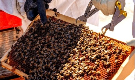 Honey on the roof ‹ Greets Paris