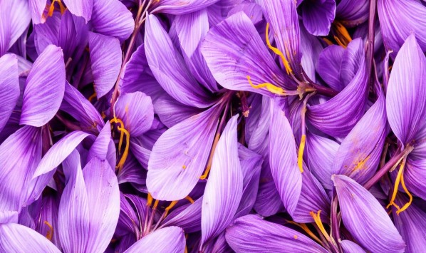 DU SAFRAN SUR LES TOITS DE PARIS‹ Greets Paris