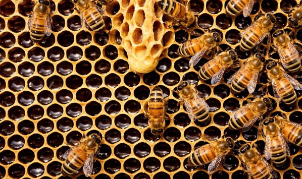 Honey on the roof ‹ Greets Paris