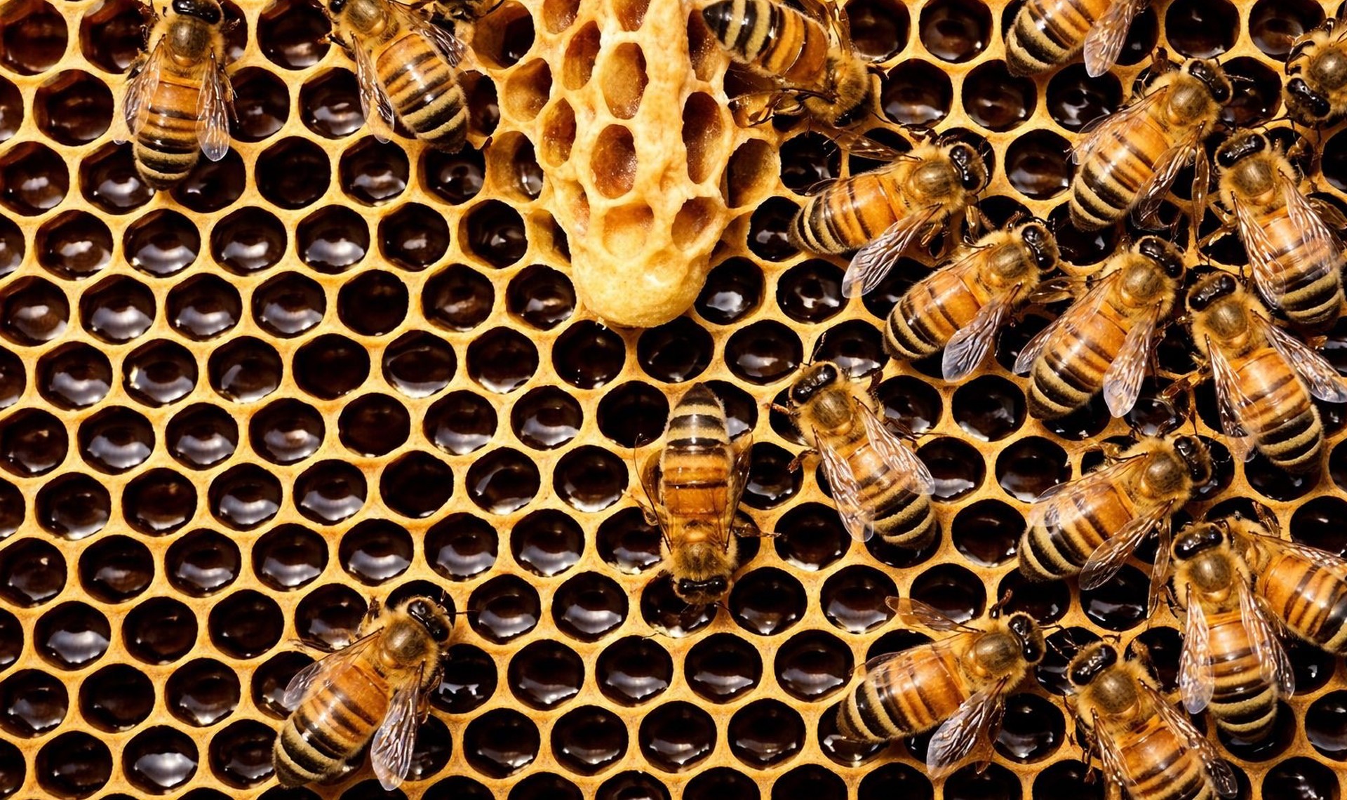 Le Miel sur le toit ‹ Greets Paris