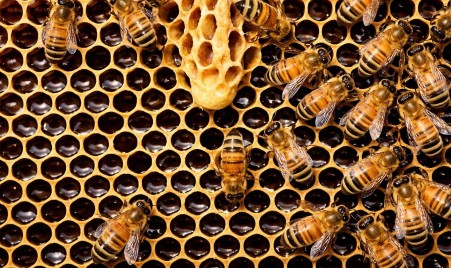 Honey on the roof ‹ Greets Paris