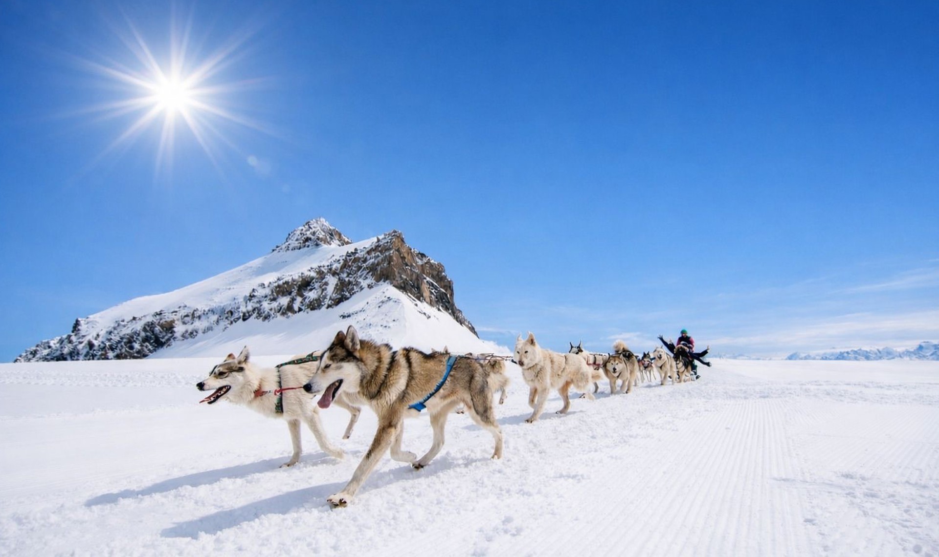dog sled ride in gstaad ‹ Greets Paris