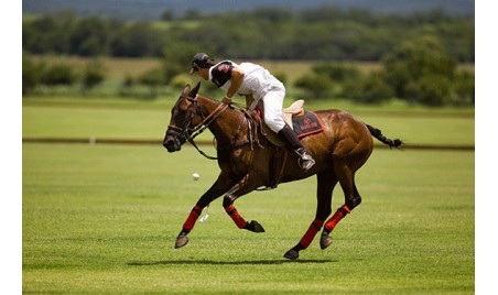 Blondes d’Aquitaine et Tradition … goûtez l’excellence !