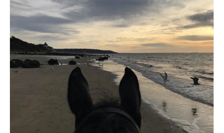 Balade à Cheval sur la plage de Deauville