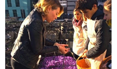 Du Safran sur les toits de Paris