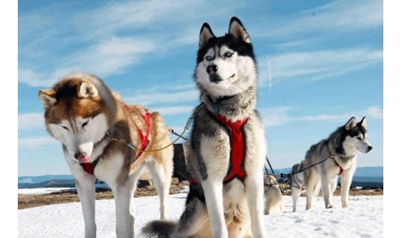 Antonio Magicien Mentalist