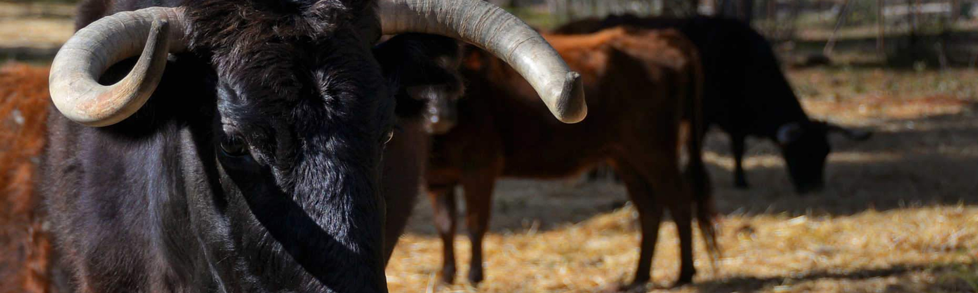 LE TAUREAU DE COMBAT DANS SON HABITAT NATUREL