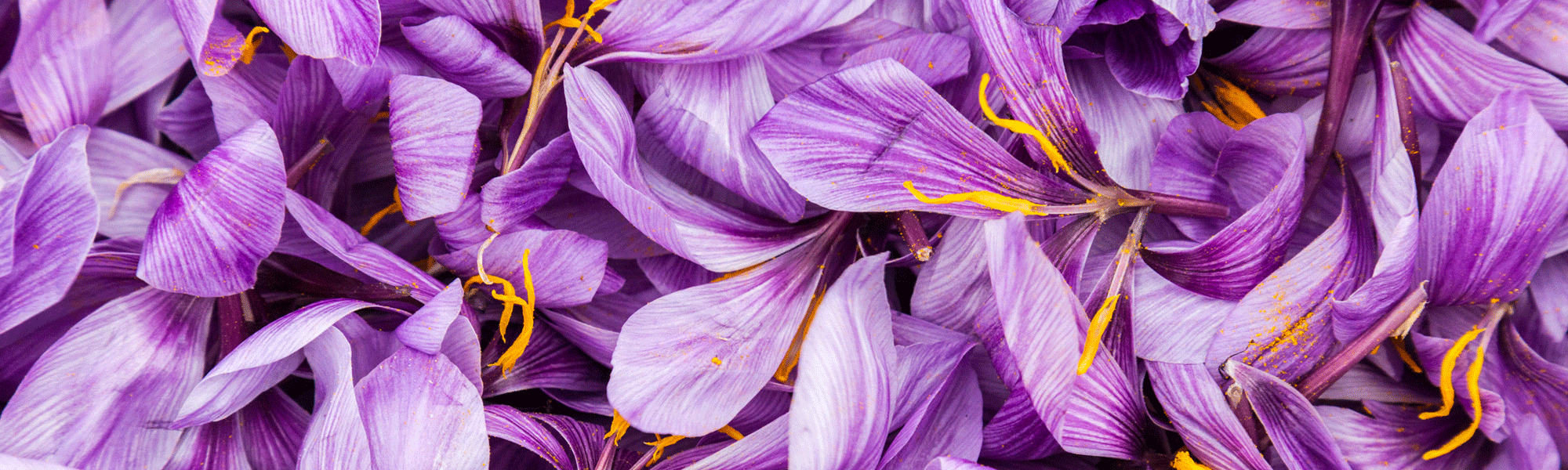  fleurs de crocus sativus safran toit de paris