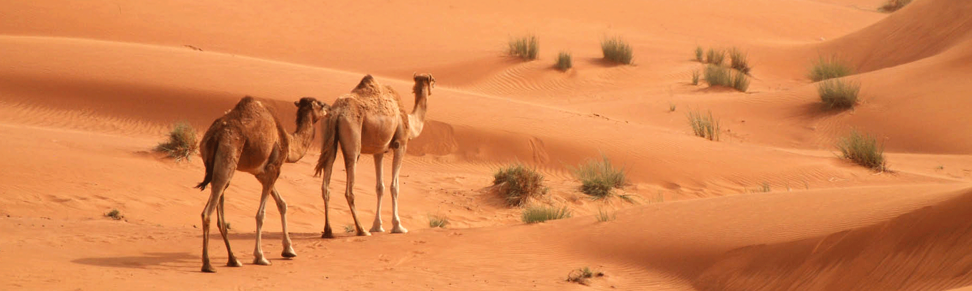 dubai safari