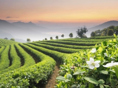 Un voyage gustatif autour du thé et du whisky