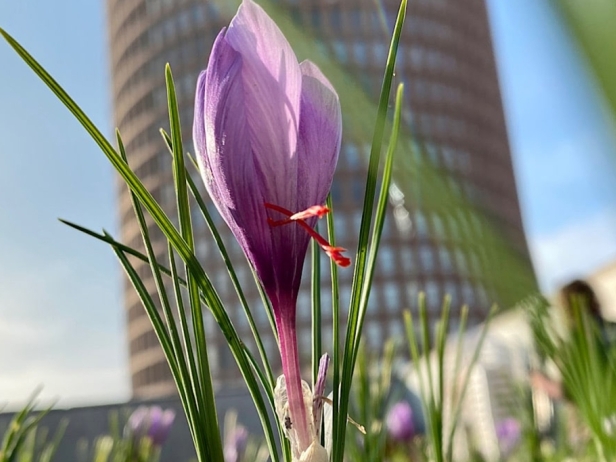 At the heart of an urban saffron