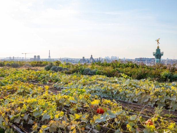 THE VEGETABLE GARDEN ON THE ROOF OF THE OPERA BASTILLE